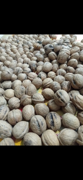 تصویر 1 از گردو روغنی و اعلا