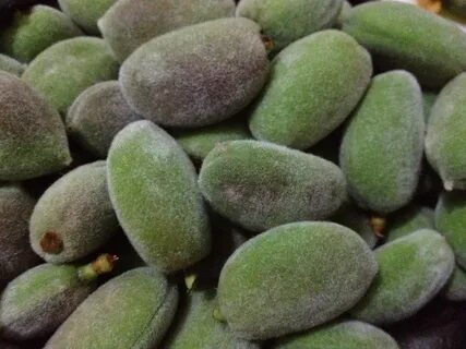 تصویر 3 از خرید بادام درختی تازه + قیمت فروش استثنایی