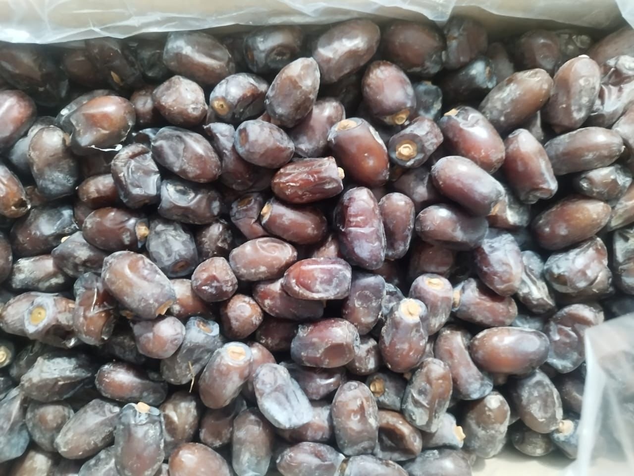 تصویر 4 از فروش عمده خرمای کلوته روغن زده رودبار بسته بندی صادراتی