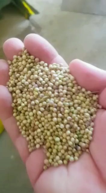 تصویر 1 از فروش گشنیز برداشته شده تازه از نهاوند