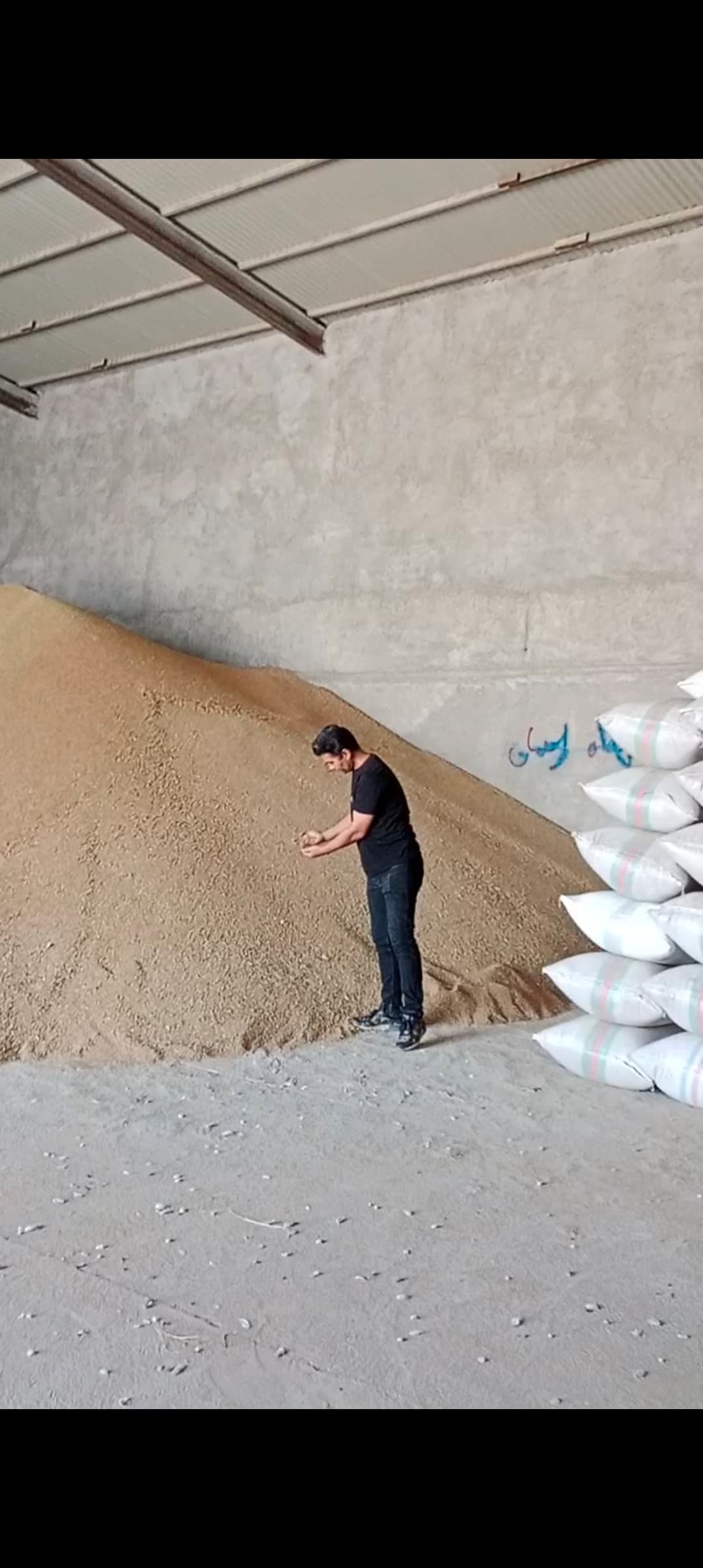 تصویر 1 از فروش تخم گشنیز دارویی آماده تحویل صادراتی