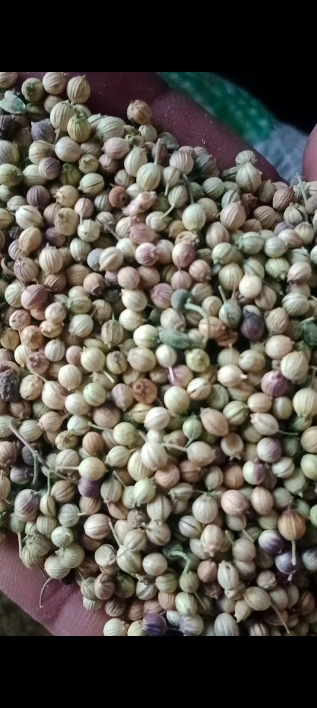تصویر 1 از قیمت تخم گشنیز عمده با خلوص بالا