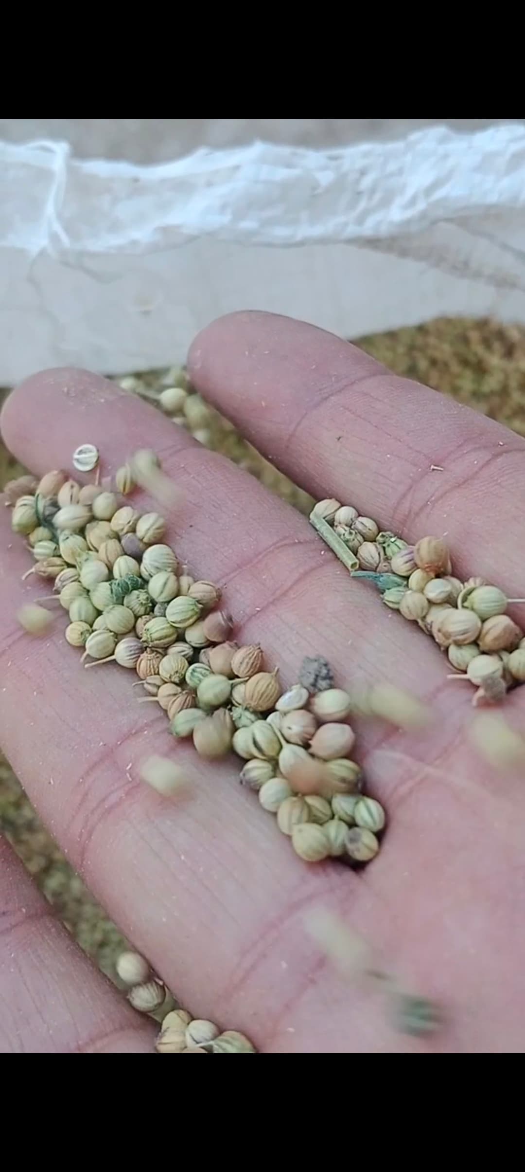 تصویر 1 از قیمت گشنیز کیفیت صادراتی