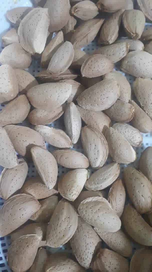 تصویر 3 از خرید بادام تلخ باغی با پوست + مخصوص مصارف دارویی