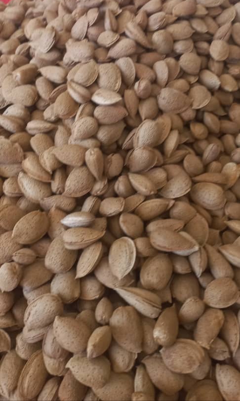تصویر 1 از خرید بادام تلخ باغی با پوست + مخصوص مصارف دارویی
