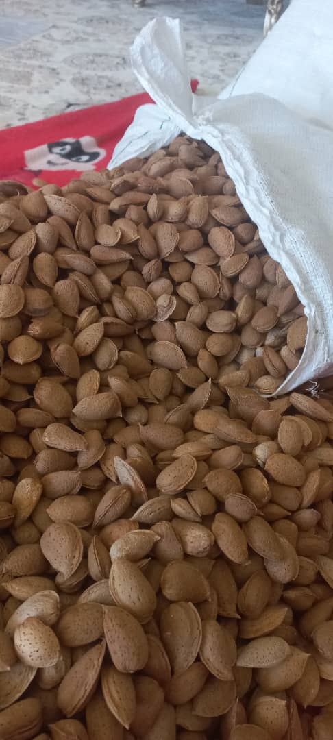 تصویر 2 از خرید بادام تلخ باغی با پوست + مخصوص مصارف دارویی