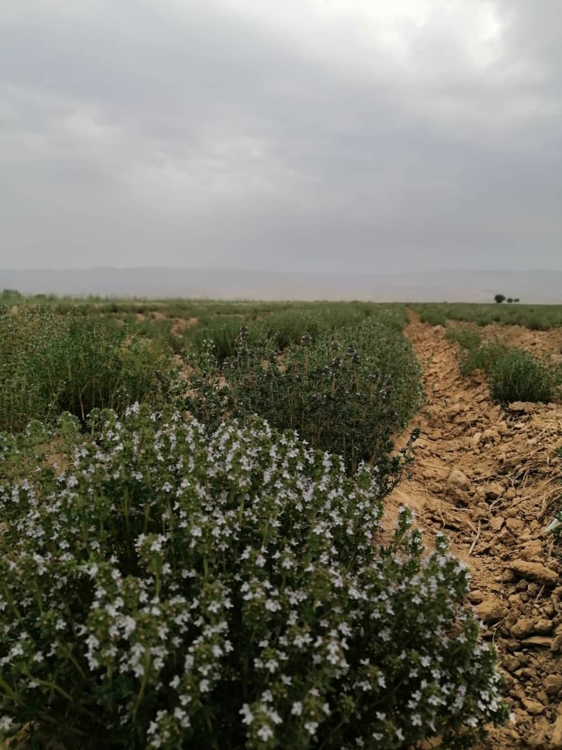 تصویر 2 از فروش ویژه آویشن باغی ممتاز برای صنایع غذایی و دارویی