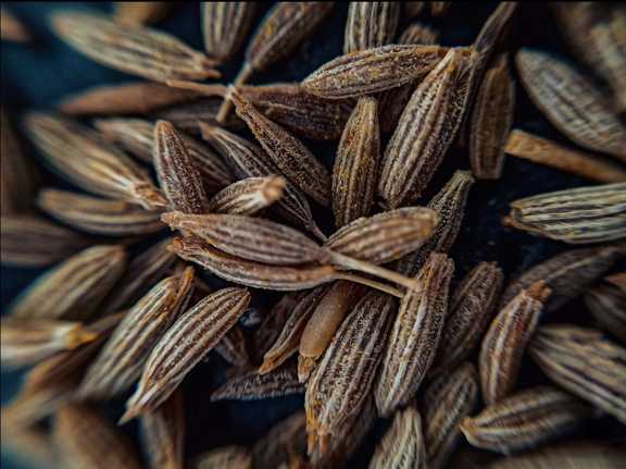 تصویر 2 از زیره کوهی اعلا دست‌ چین‌ شده، مخصوص مصارف دارویی و گیاهی