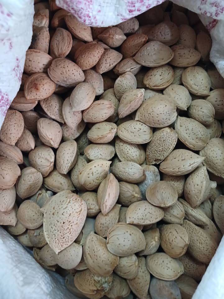 فروش بادام درختی دیمی از ایلام + قیمت عمده