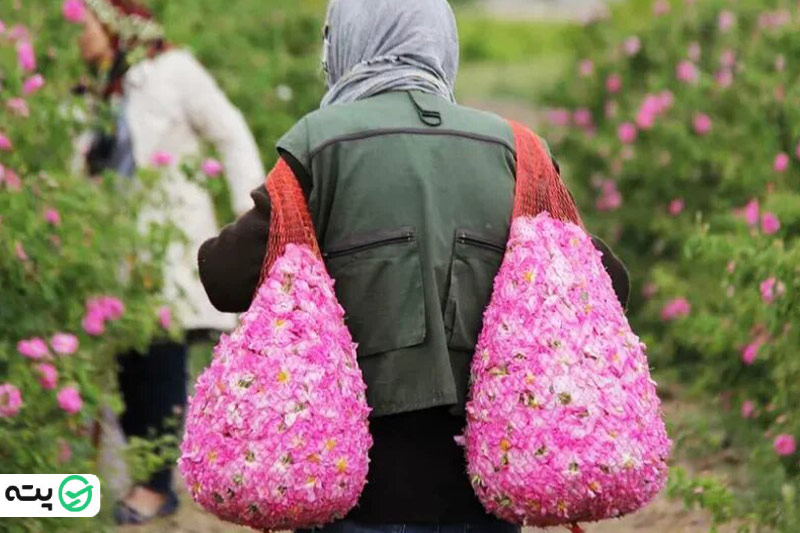 ارسال از مبدا گلاب ارگانیک به صورت عمده با شرکت فولاد گل + قیمت
