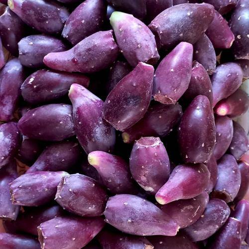 تصویر 3 از فروش مستقیم میوه کاکتوس از مزارع کشور + خرید