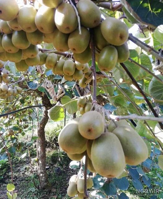تصویر 4 از خرید کیوی توسرخ طبیعی + قیمت عمده