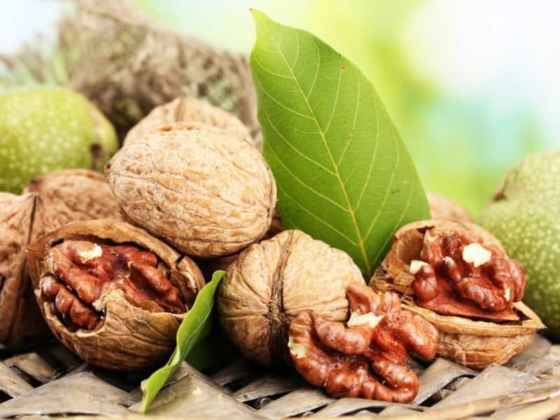 تصویر 3 از خرید گردو درختی + قیمت فروش استثنایی