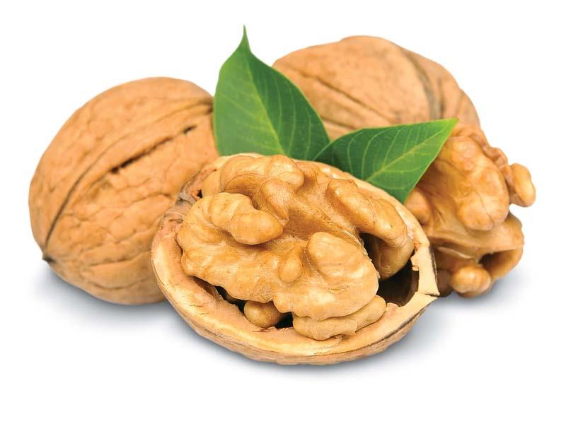 تصویر 3 از قیمت خرید گردو تازه + فروش ویژه