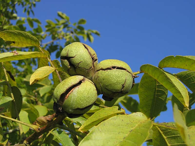 خرید گردو سبز