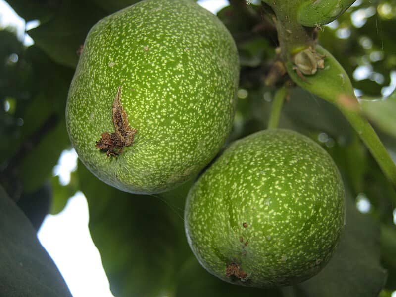 فروش گردو سبز