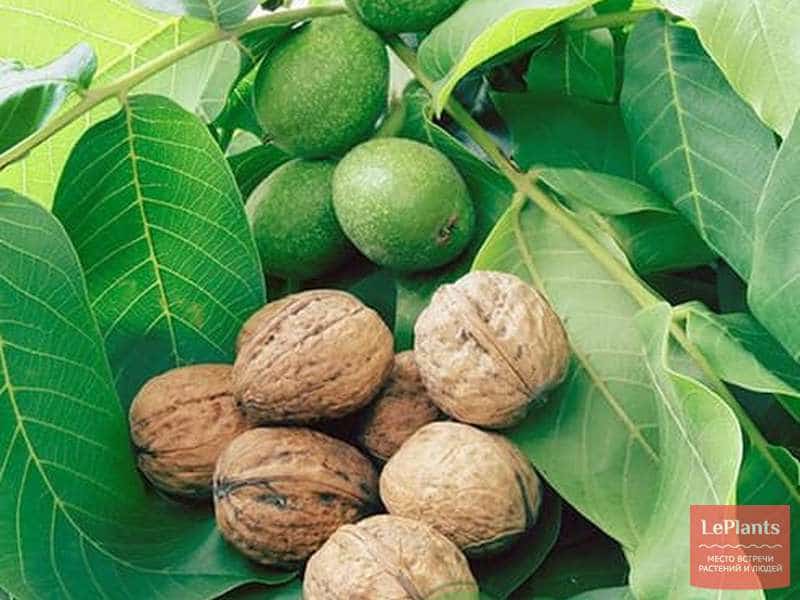 تصویر 1 از خرید گردو پیوندی + قیمت فروش استثنایی
