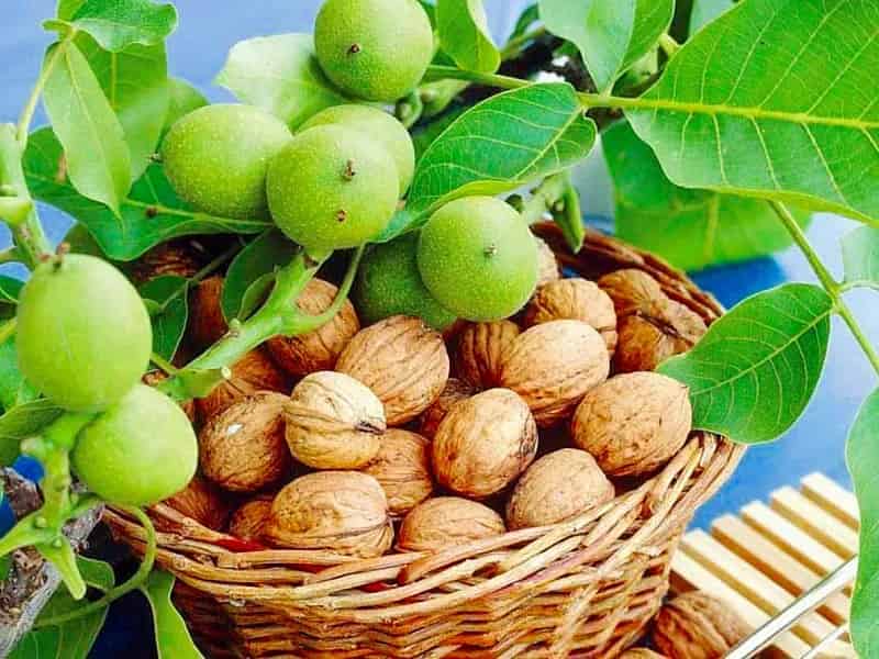 تصویر 1 از قیمت خرید گردو پیوندی عمده به صرفه و ارزان