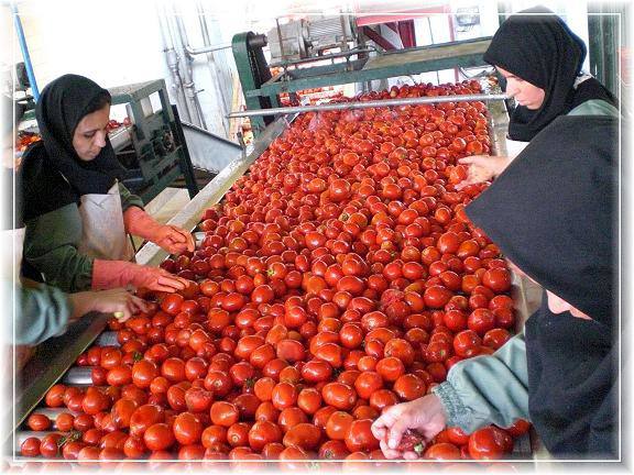 تصویر 5 از قیمت رب گوجه فرنگی کارخانه ای + خرید باور نکردنی