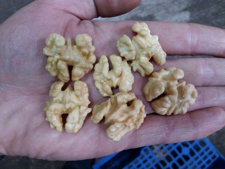 تصویر 4 از قیمت خرید مغز گردو ارگانیک با فروش عمده