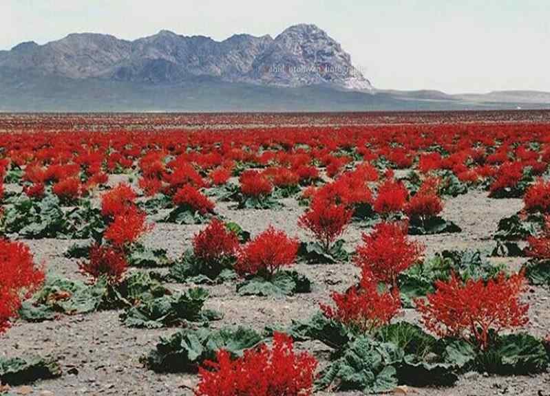 تصویر 1 از فروش عصاره ریواس مایع گرید A
