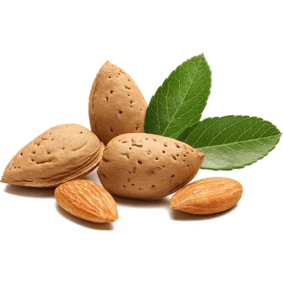 تصویر 2 از خرید و فروش بادام درختی با شرایط فوق العاده