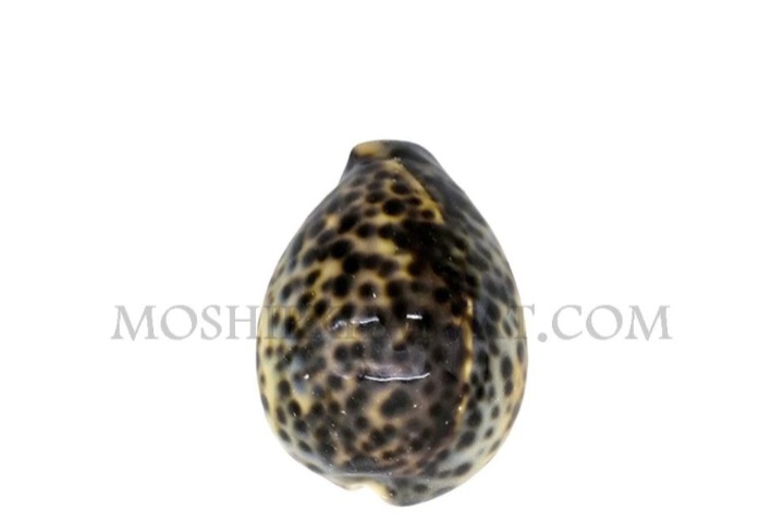 تصویر 3 از فروش انواع صدف حلزونی + بسته بندی