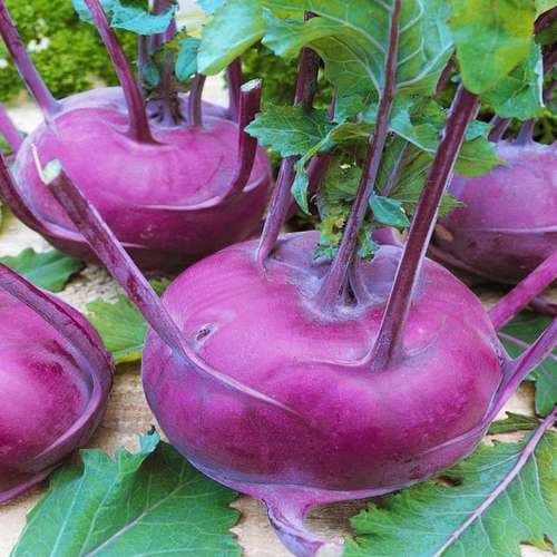 تصویر 4 از خرید کلم قمری بنفش + قیمت فروش استثنایی