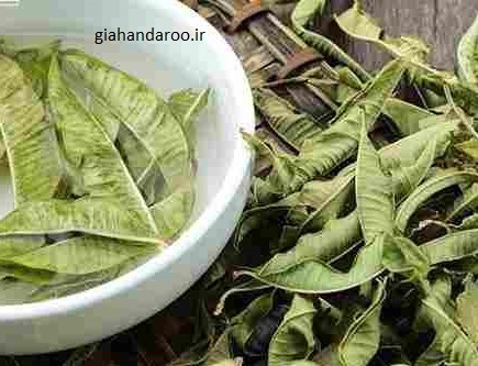 تصویر 2 از فروش عمده بادر نجبویه برگ صادراتی + محصول ممتاز