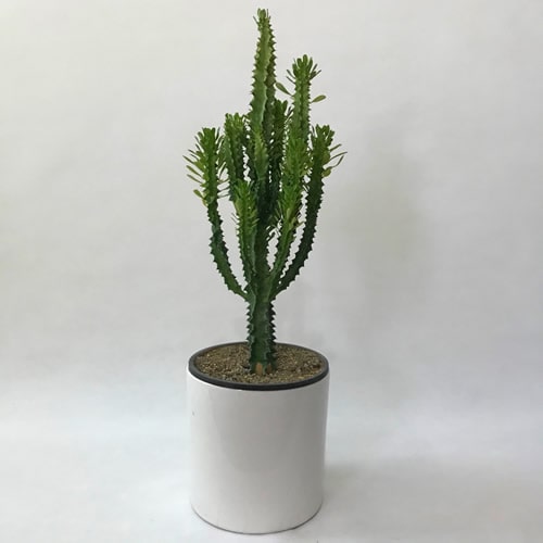تصویر 2 از قیمت گیاه کاکتوس + خرید باور نکردنی