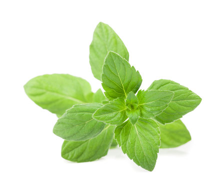 پونه کوهی