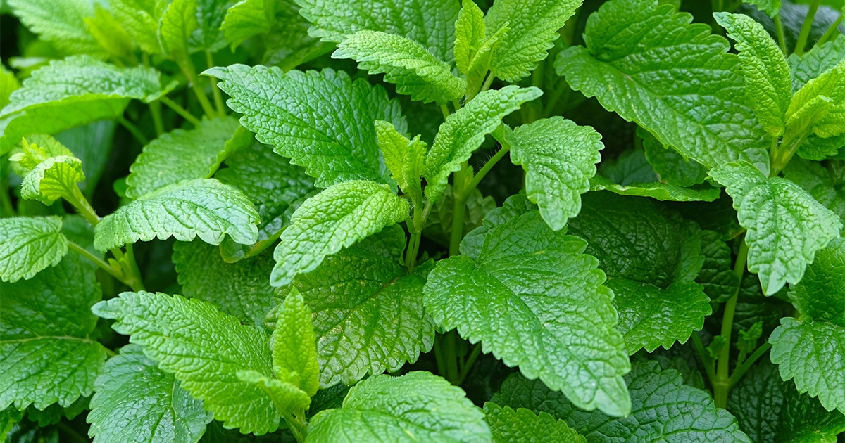 تصویر 2 از بهترین بادرنجبویه خشک ممتاز + قیمت خرید عالی