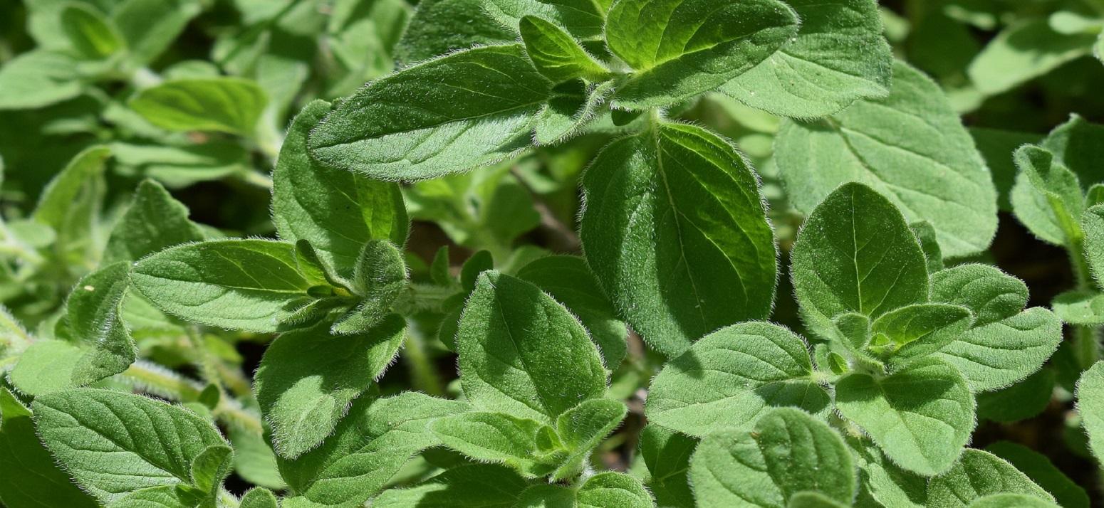 فروش پونه کوهی
