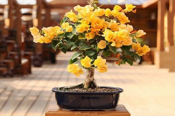 تصویر 1 از قیمت خرید گل کاغذی با فروش عمده