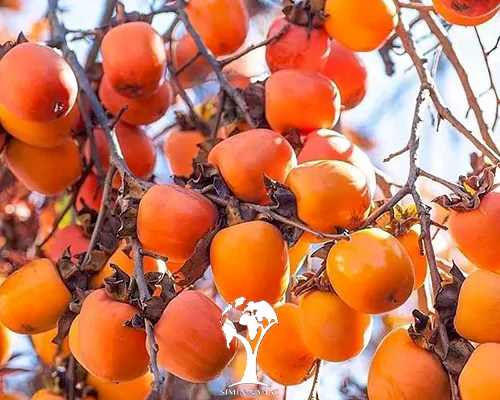 تصویر 3 از خرید و قیمت نهال خرمالو + فروش صادراتی
