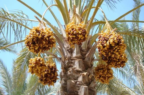 تصویر 5 از خرید خرمای صادراتی کبکاب + قیمت فروش استثنایی