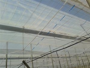 تصویر 3 از فروش نایلون دوپوش گلخانه عرض 3/30 + خرید از کارخانه