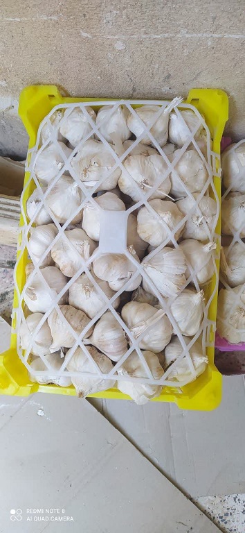 تصویر 1 از فروش عمده سیر تند و با کیفیت همدان