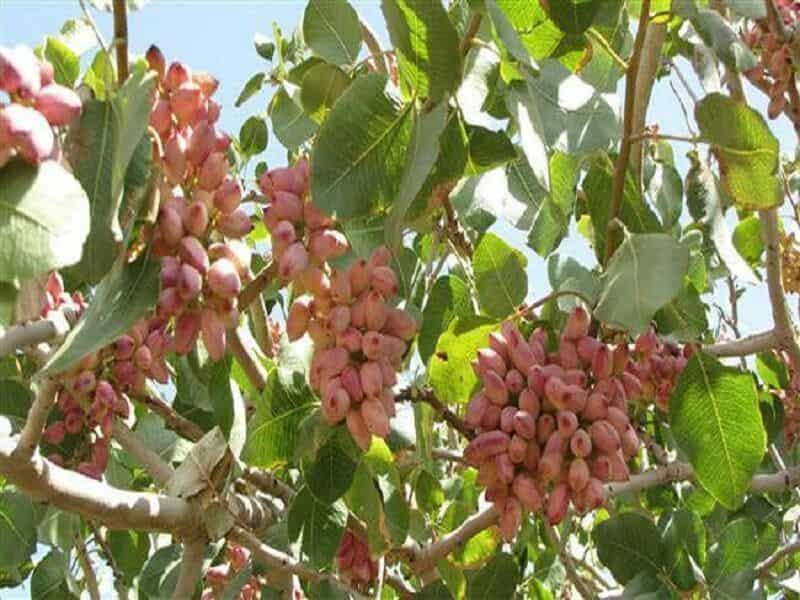 تصویر 1 از قیمت پسته خنجری تازه با کیفیت ارزان + خرید عمده