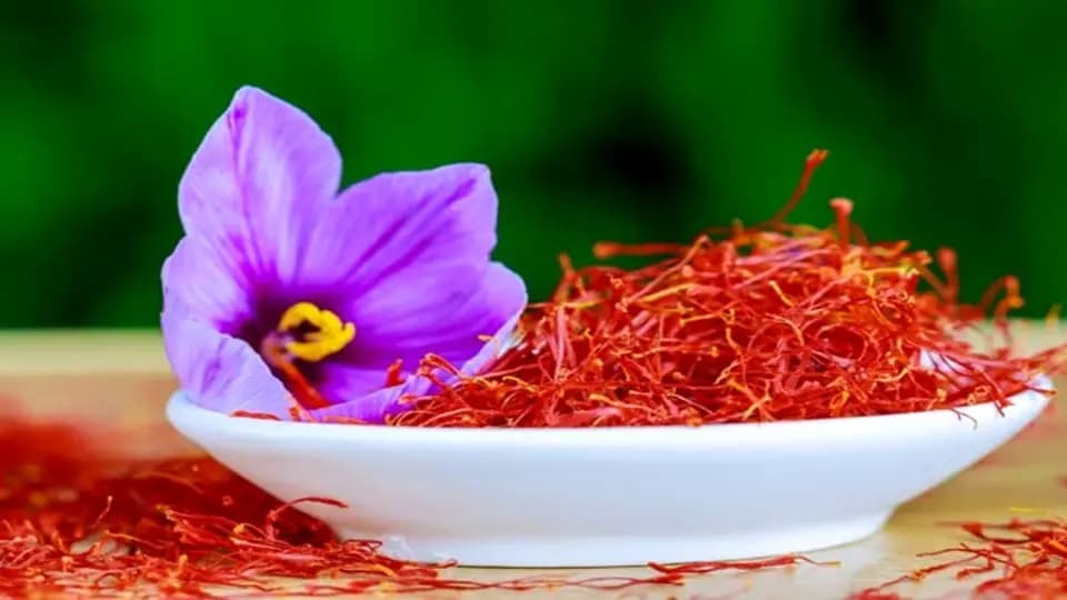 تصویر 2 از قیمت زعفران بدیعی با کیفیت ارزان + خرید عمده
