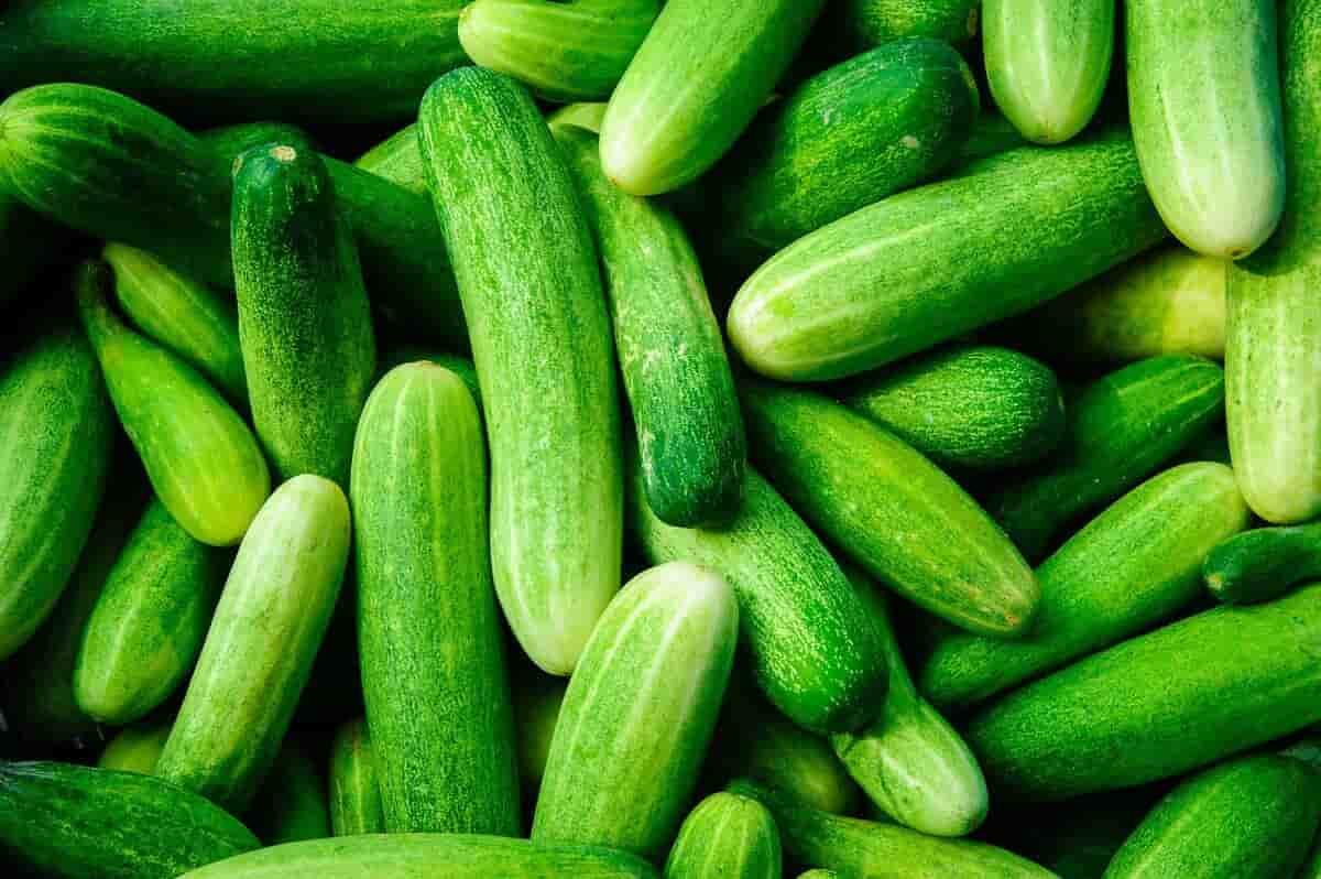 تصویر 1 از خرید و قیمت خیار بوته ای + فروش عمده