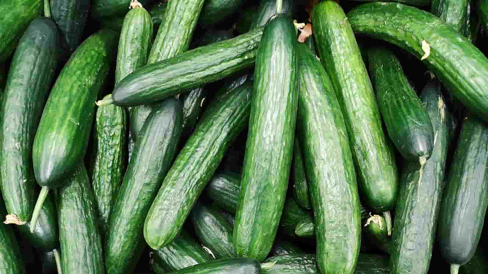 قیمت خرید خیار بوته ای همدان + فروش ویژه و عمده
