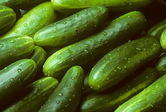 تصویر 4 از خرید و قیمت انواع خیار بوته ای کیلویی