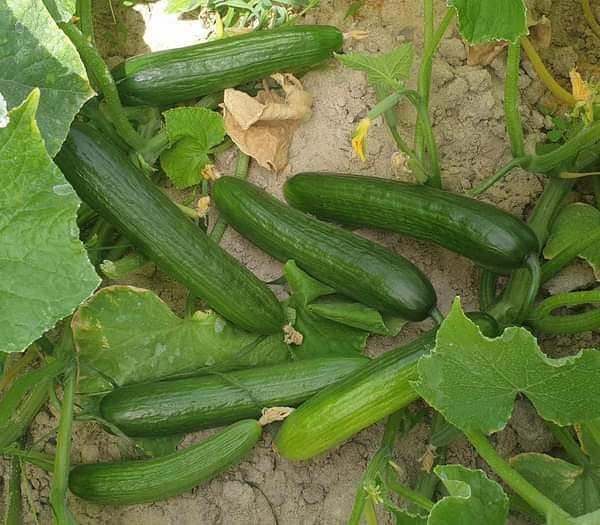تصویر 2 از قیمت روز خیار درختی گلخانه ای با شرایط فوق العاده