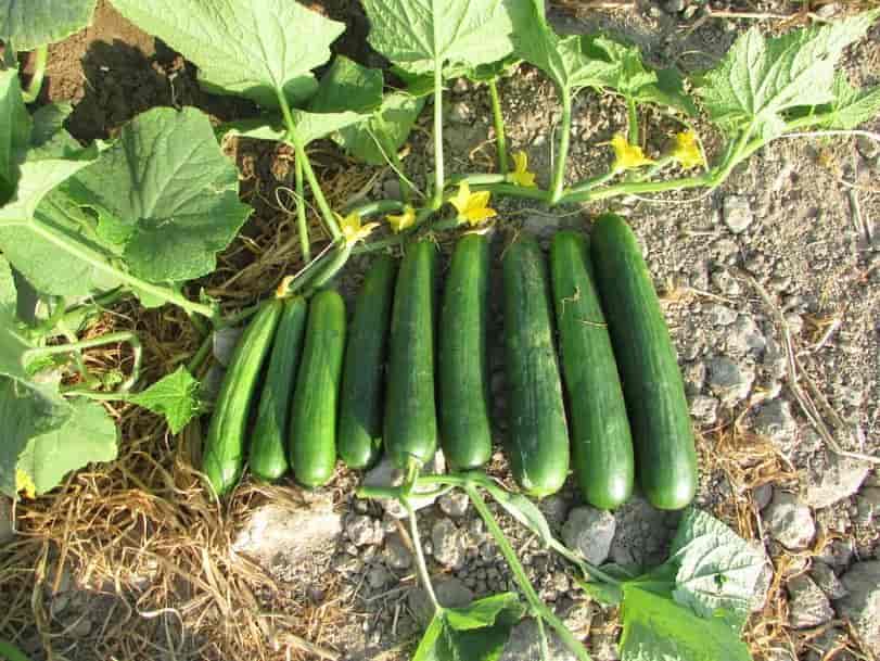 تصویر 3 از قیمت روز خیار درختی گلخانه ای با شرایط فوق العاده