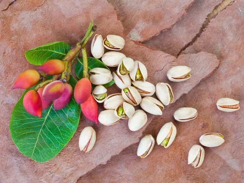 تصویر 1 از قیمت خرید پسته کله قوچی تر با فروش عمده