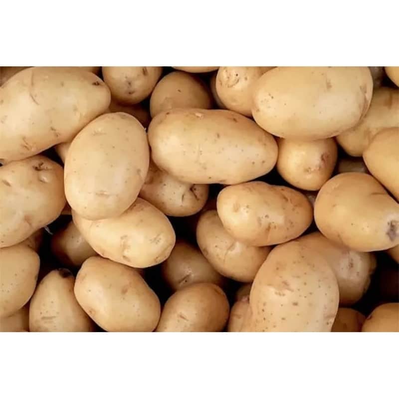 تصویر 3 از خرید و قیمت سیب زمینی دزفولی + فروش عمده