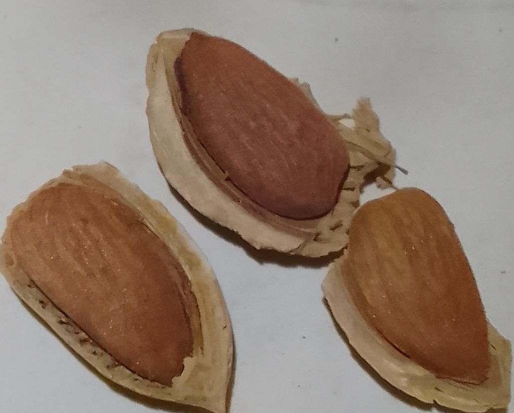 بادام سنگی مرغوب + قیمت به صرفه