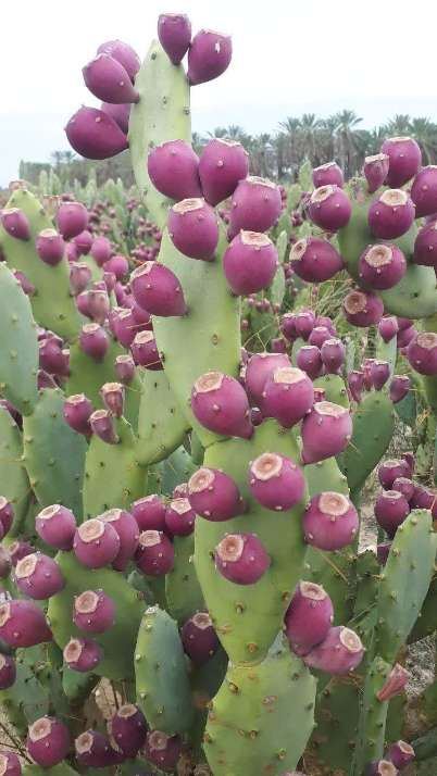 تصویر 1 از فروش نهال کاکتوس میوه دار چهارساله + خرید تضمینی محصول