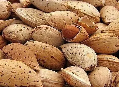تصویر 1 از خرید بادام سنگی ممتاز و با کیفیت صادراتی